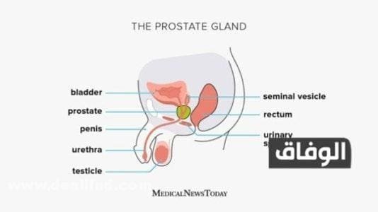 +06 أفضل وأقوى مضاد حيوي لعلاج التهاب البروستاتا نهائيا 2026 ما هي غدة البروستاتا