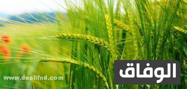 كيفية الاستفادة من مخطط المغرب الاخضر