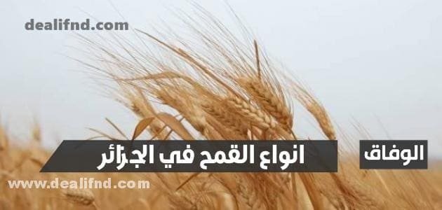 انواع القمح في الجزائر