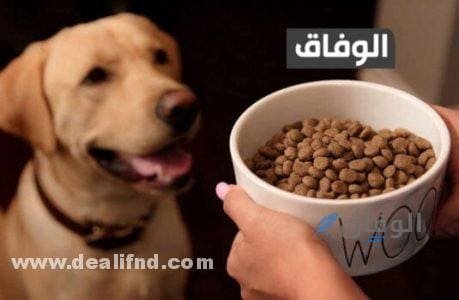 كمية الدراى فود للكلاب - طريقة تقديم الدراي فود للكلاب كمية الدراي فود للكلاب