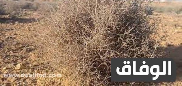 نبات بحرف ض تعرف على أشهر 6 منها نبات بحرف ض
