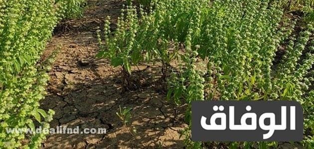 نبات بحرف ض تعرف على أشهر 6 منها نبات بحرف ض