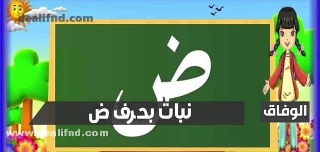 نبات بحرف ض تعرف على أشهر 6 منها
