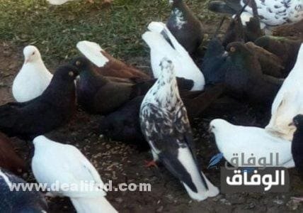 متى يبيض الحمام البلدي كم يكون عمر الحمام عندما يتزاوجون متى يبيض الحمام البلدي