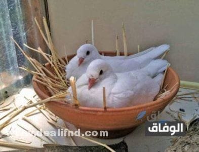 متى يبيض الحمام