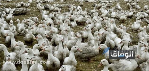 دراسة جدوى مشروع تربية البط المولار – أدوات وعلف البط المولار
