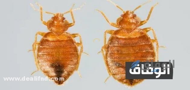 علاج البق بالملح  مكافحة بق الفراش > الملح / الخل/ الكلور