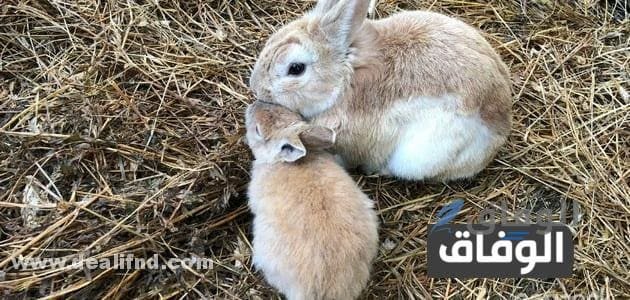 مشروع تربية الأرانب: دليل شامل لنجاح مربح ومضمون