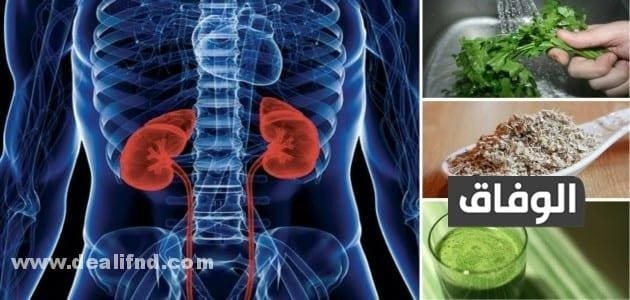 05 (أعشاب للكلى) سحرية لتنظيف الكلى 2024 أعشاب للكلى تساعد على تنظيفها وعلاجها