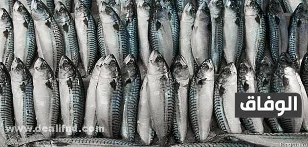 نسبه البروتين في سمك الماكريل وماهي فوائد سمك الماكريل واضراره نسبه البروتين في سمك الماكريل