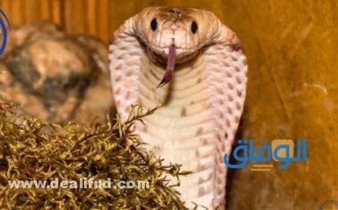 تفسير حلم ثعبان يلاحقني