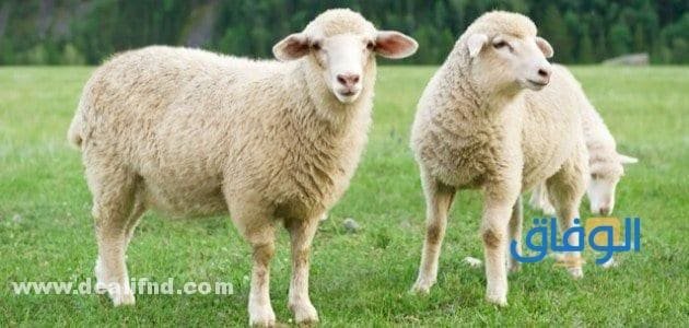 حكم ترك الأضحية مع القدرة