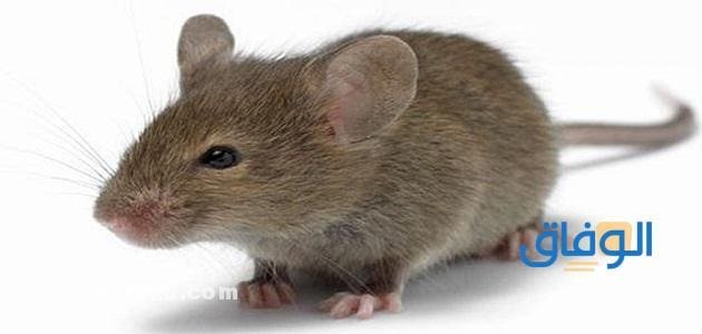 رؤية الفأر في المنام