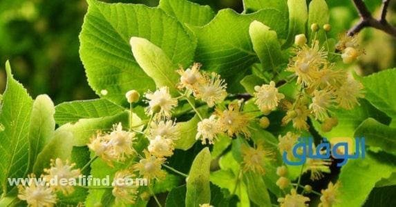 (علاج دوالي الخصية دون جراحة باستخدام الأعشاب الطبيعية) عشبة الزيزفزن وعلاج دوالي الخصيتين