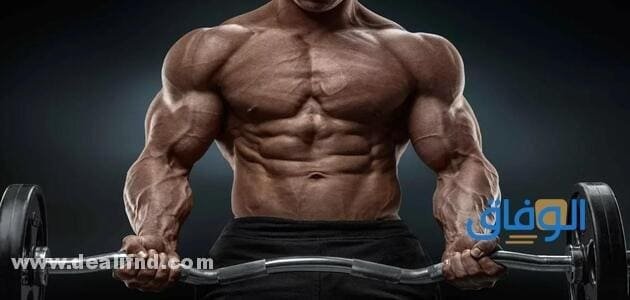 كم عدد عضلات جسم الانسان وماهي العضلات للاإرادية وعددها وأهميتها كم عدد عضلات جسم الانسان