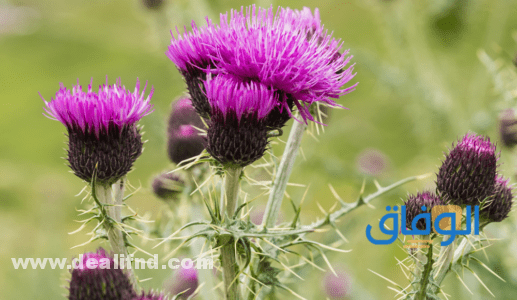 علاج مجرب لحصوات المرارة بالأعشاب الطبيعية مضمون بنسبة 100% أوراق شوك الحليب للتخلص من حصى المرارة