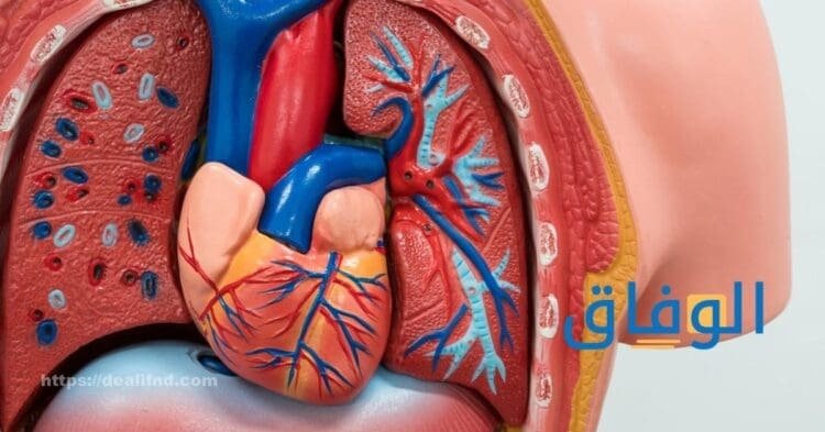 أعراض تعب عضلات القلب والأسباب والعلاج؟