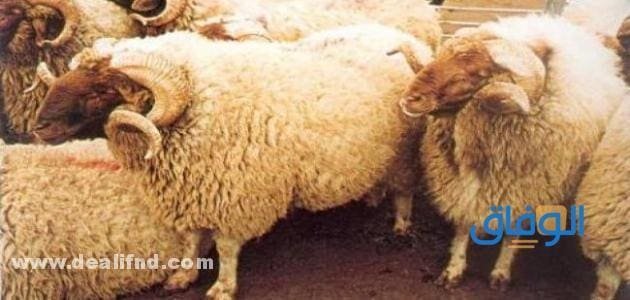 أفضل سلالات الأغنام في العالم.