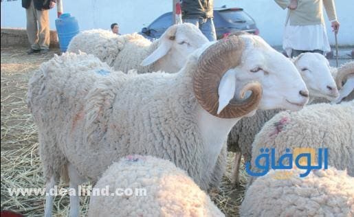 سلالة الرمبي في الجزائر وأنواعها