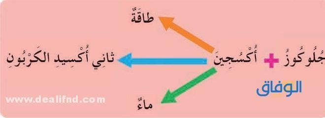 معادلة البناء الضوئي للصف الخامس – مهم جداا