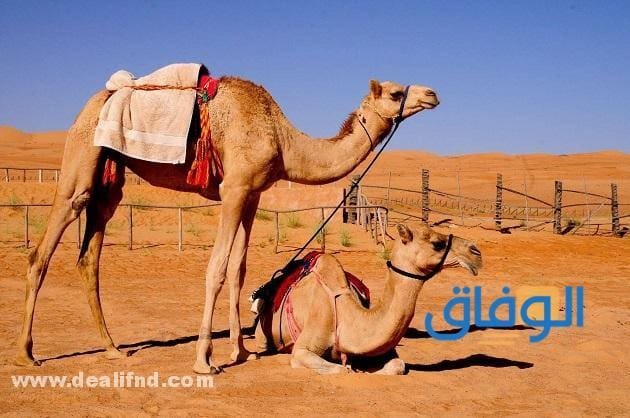 الإبل في المنام ودلالتها وتفسيرها (بالتفصيل)