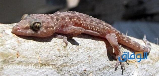 تفسير حلم البرص