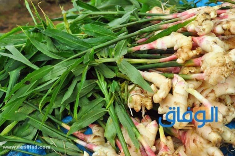 زنجبيل اخضر