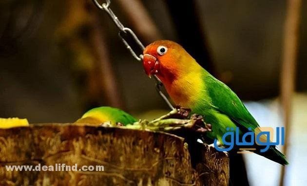 أسعار عصافير فيشر | وغذائها 2024