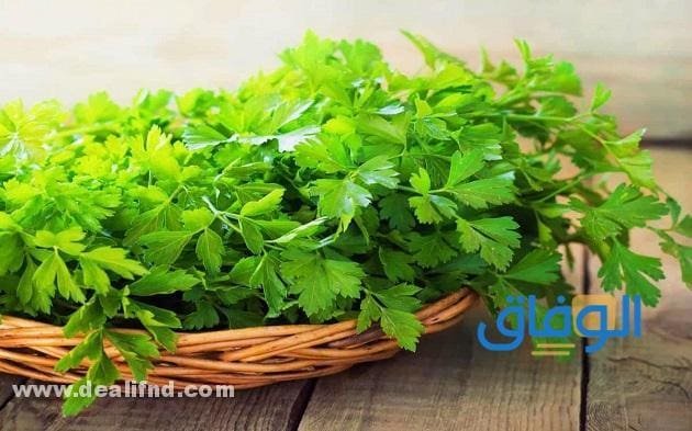 +08 فوائد الشعير المغلي مع البقدونس!! مزايا تناول مغلي البقدونس مع الشعير