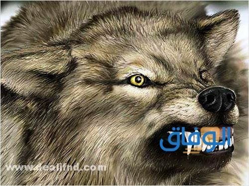 سؤال : هل الذئب يأكل الجن!؟؟ حقيقة أم خرافه، 04 معلومات عنه! هل الذئب يأكل الجن