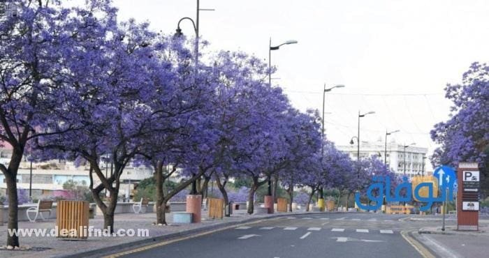 شجرة الجاكرندا (وأهم المعلومات عنها) 2024 شجرة الجاكرندا