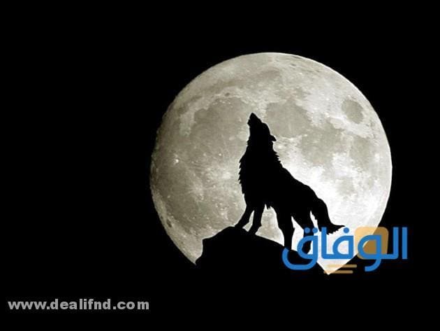 سؤال : هل الذئب يأكل الجن!؟؟ حقيقة أم خرافه، 04 معلومات عنه! هل الذئب يأكل الجن