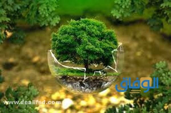 PDF - بحث علم البيئة بالعناصر 2026 word بحث علم البيئة