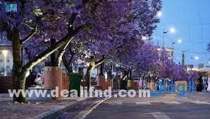 شجرة الجاكرندا (وأهم المعلومات عنها) 2024 شجرة الجاكرندا