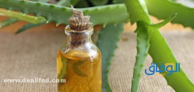 زيت صبار للشعر (فوائده وطريقة الاستخدام) مجربة ومضمونة 2024