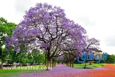 شجرة الجاكرندا