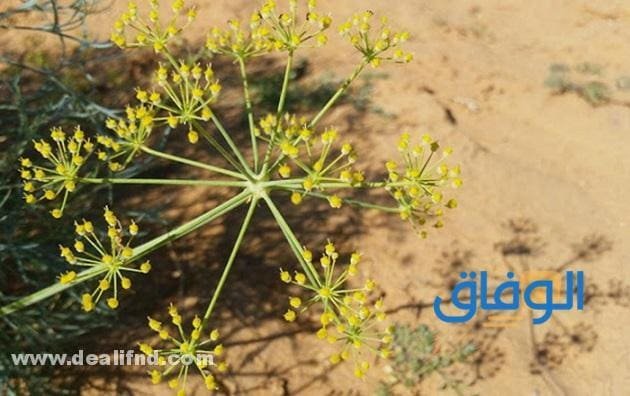 +13 (فوائد الحزا) واستخداماتها