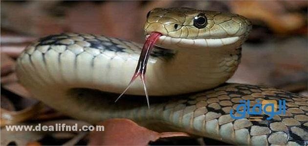 هل الثعبان في المنام سحر للإمام النابلسي