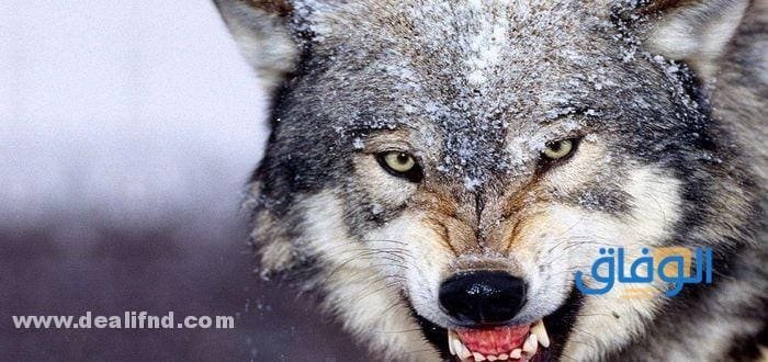 هل الذئب يأكل الجن