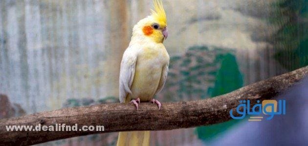 بالصور (انواع العصافير المنزلية) واجمل 05 انواع انواع العصافير المنزلية