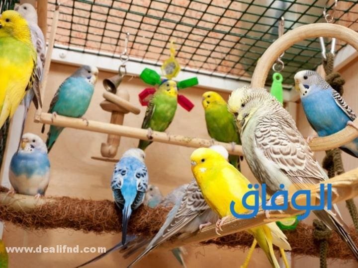 بالصور (انواع العصافير المنزلية) واجمل 05 انواع