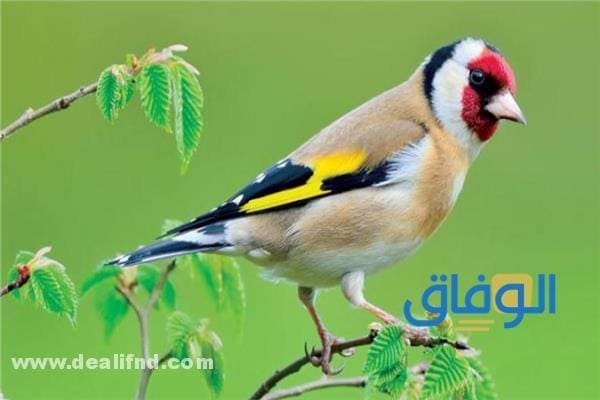 بالصور (انواع العصافير المنزلية) واجمل 05 انواع انواع العصافير المنزلية