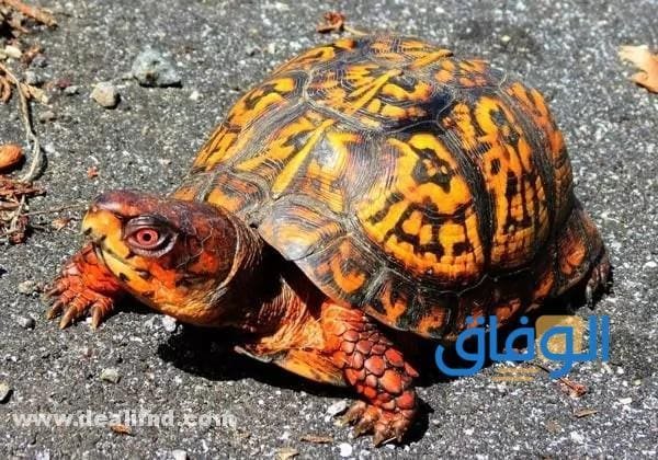 انواع السلاحف المنزلية؟ افضلها؟ وطرق العناية؟ بها وتغذيتها؟