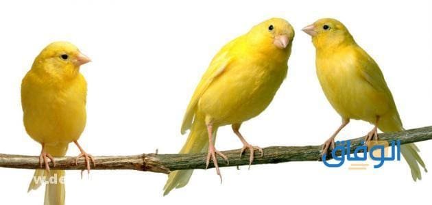 بالصور (انواع العصافير المنزلية) واجمل 05 انواع انواع العصافير المنزلية