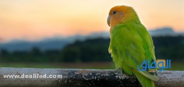 بالصور (انواع العصافير المنزلية) واجمل 05 انواع انواع العصافير المنزلية