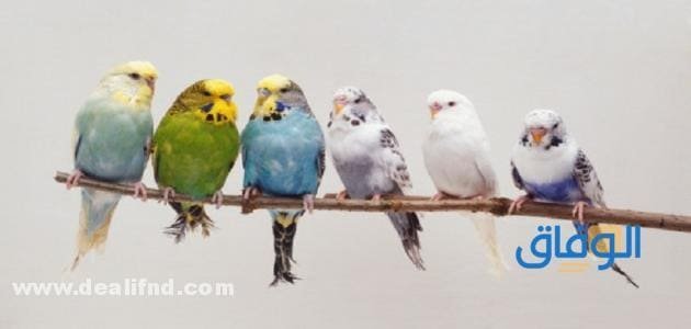 بالصور (انواع العصافير المنزلية) واجمل 05 انواع انواع العصافير المنزلية