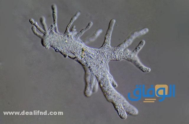 أعراض الأميبا