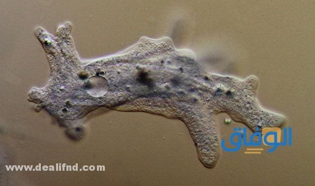 أعراض الأميبا - واسبابها، وعلاجها amoeba أعراض الأميبا