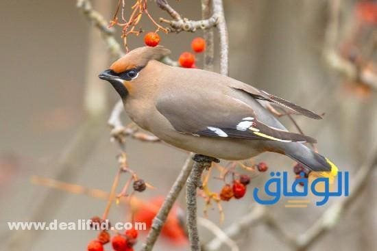 بالصور : انواع الطيور بالتصنيف!؟ (واهم المعلومات) انواع الطيور