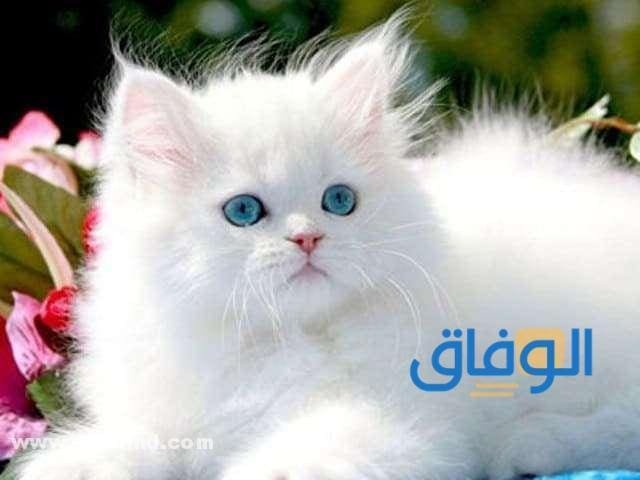كتالوج : اسعار القطط في الرياض 1445 الانواع والاماكن!